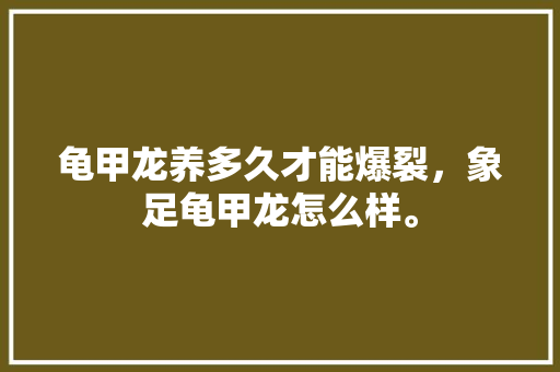 龟甲龙养多久才能爆裂，象足龟甲龙怎么样。