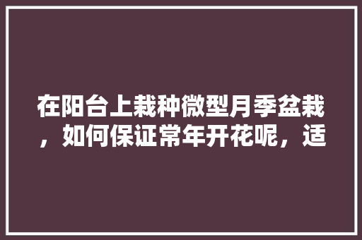 在阳台上栽种微型月季盆栽，如何保证常年开花呢，适合阳台养护的常年开花植物有哪些。