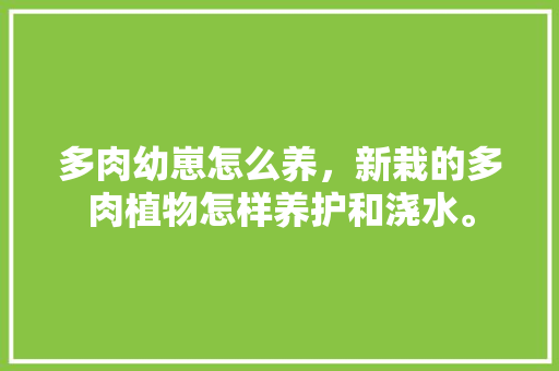 多肉幼崽怎么养，新栽的多肉植物怎样养护和浇水。