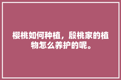 樱桃如何种植，殷桃家的植物怎么养护的呢。
