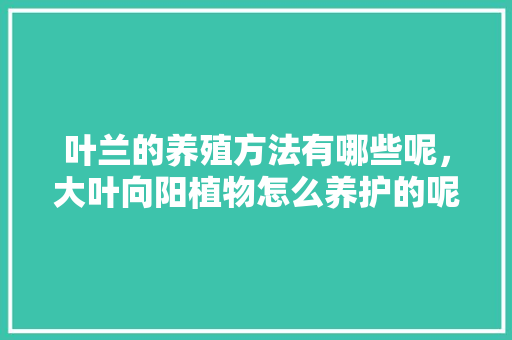 叶兰的养殖方法有哪些呢，大叶向阳植物怎么养护的呢。