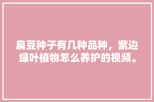 扁豆种子有几种品种，紫边绿叶植物怎么养护的视频。