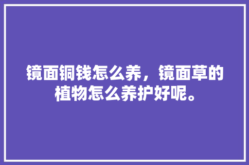 镜面铜钱怎么养，镜面草的植物怎么养护好呢。
