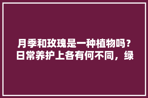 月季和玫瑰是一种植物吗？日常养护上各有何不同，绿植的植物怎么养护和管理呢。