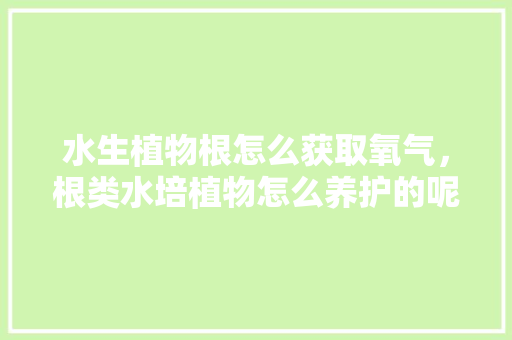 水生植物根怎么获取氧气，根类水培植物怎么养护的呢。