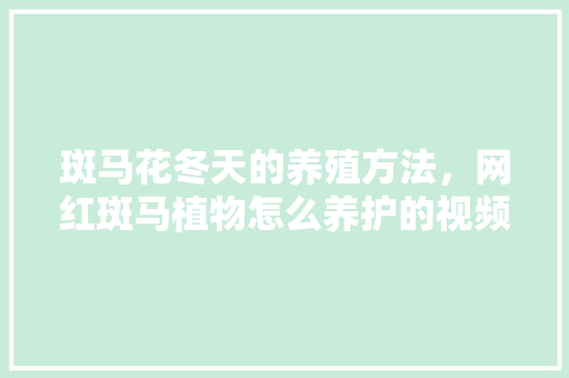 斑马花冬天的养殖方法，网红斑马植物怎么养护的视频。