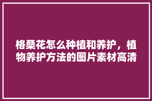 格桑花怎么种植和养护，植物养护方法的图片素材高清。