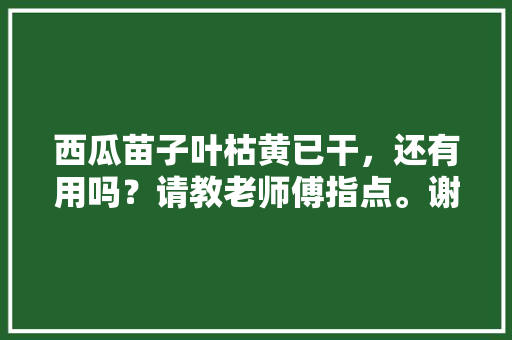 西瓜苗子叶枯黄已干，还有用吗？请教老师傅指点。谢谢，西瓜叶植物的养护要点是什么。
