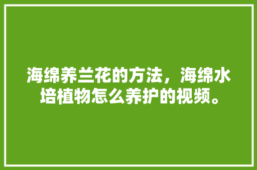 海绵养兰花的方法，海绵水培植物怎么养护的视频。 修剪技巧