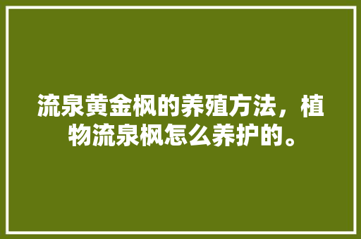 流泉黄金枫的养殖方法，植物流泉枫怎么养护的。