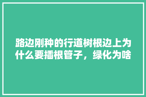 路边刚种的行道树根边上为什么要插根管子，绿化为啥要养护植物的根部。  第1张 路边刚种的行道树根边上为什么要插根管子，绿化为啥要养护植物的根部。 修剪技巧