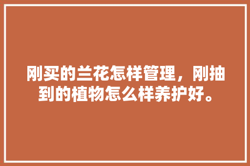 刚买的兰花怎样管理，刚抽到的植物怎么样养护好。