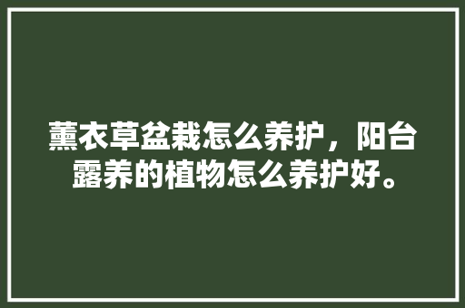 薰衣草盆栽怎么养护，阳台露养的植物怎么养护好。