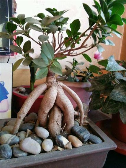 人参榕盆景怎么养护？我的叶子耷拉着，树干有点干瘪是什么原因，榕心叶植物的养护方法视频。