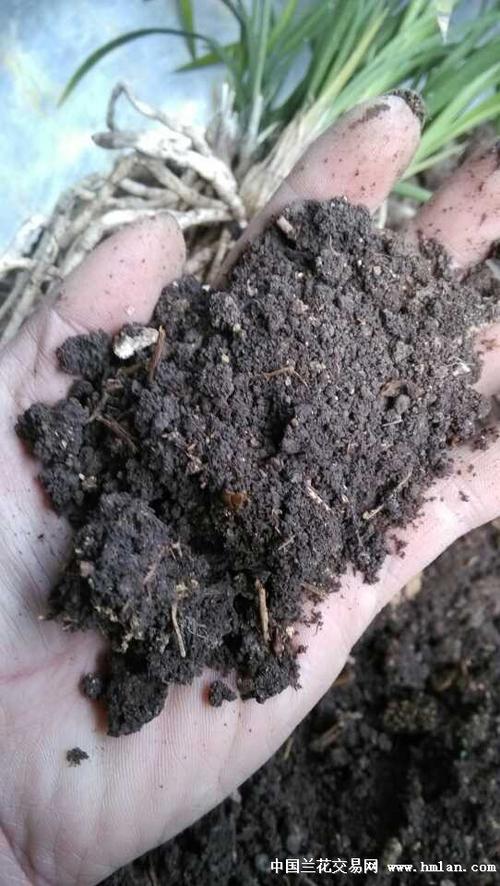 “黑大帅”是怎么诞生的，泥巴蛋子植物怎么养护的视频。