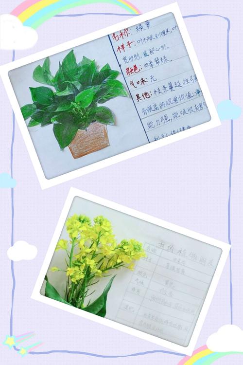 绿萝记录卡怎么做，植物的养护卡怎么做的视频。