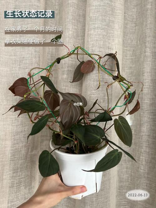 云母蔓绿绒的养殖方法,热带植物的养护方案有哪些。 观叶植物 云母蔓绿绒的养殖方法,热带植物的养护方案有哪些。 第2张 云母蔓绿绒的养殖方法,热带植物的养护方案有哪些。 观叶植物