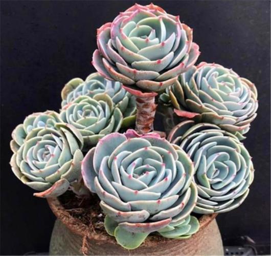 多肉植物玉蝶要怎么养啊，多肉植物玉蝶的养护攻略图解。