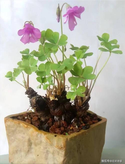 三叶草怎样才会开花不断，植物三叶草的养护和管理方法。
