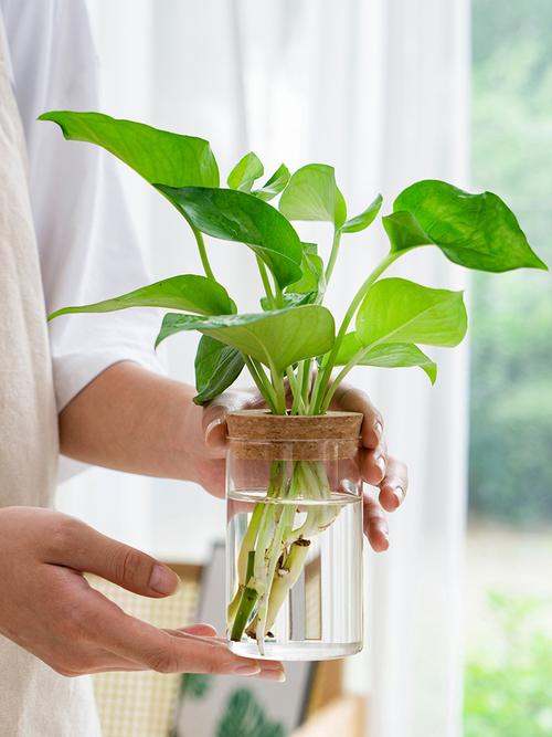 水养鲜花怎么持久，水种植物插花怎么养护的呢。