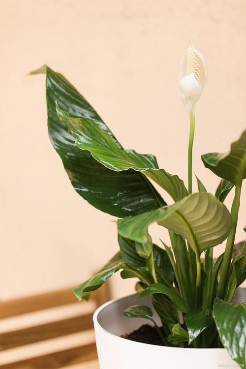 一帆风顺花怎么养，一帆风顺的植物怎么养护和浇水。