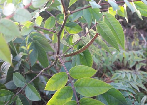 家里养什么植物可以避蛇，哪些蛇类好养护的植物呢图片。
