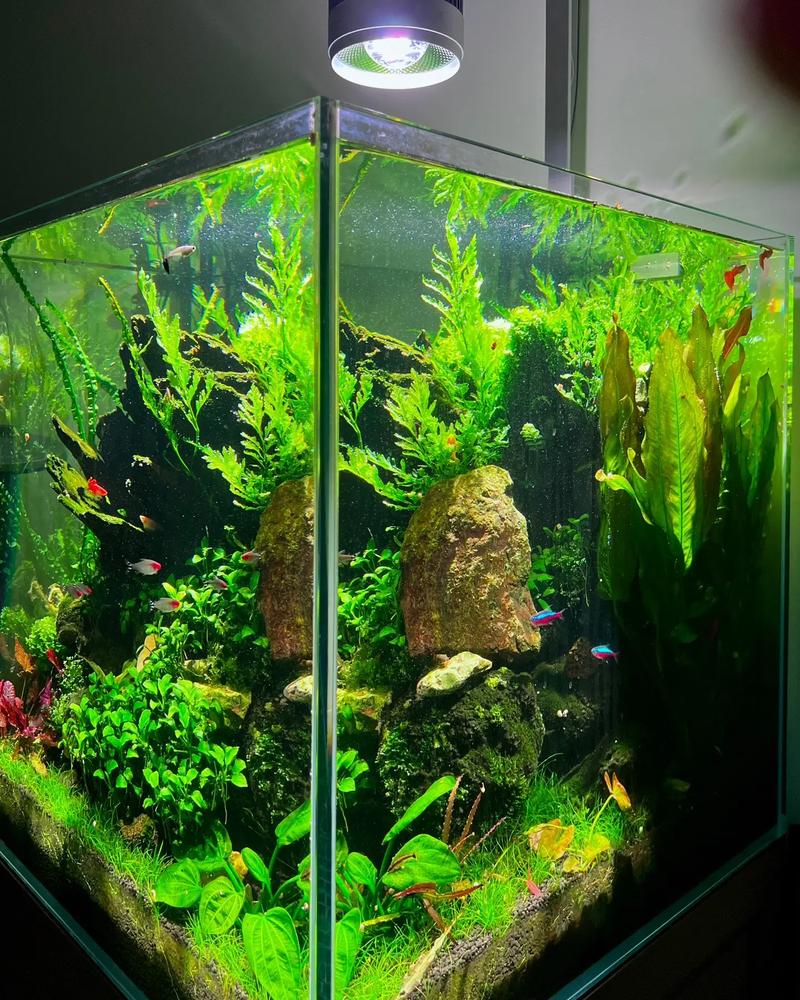 草缸养水正确方法，泥缸养的植物怎么养护好。