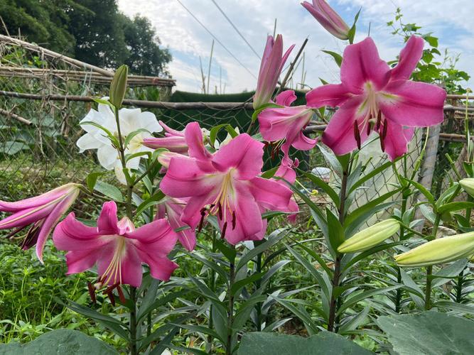 地栽百合花怎样过冬，地栽植物怎么保温养护的好。