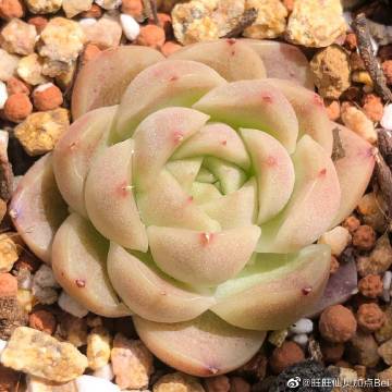 哪些花卉可以吃，多肉植物仙贝的养护方法。
