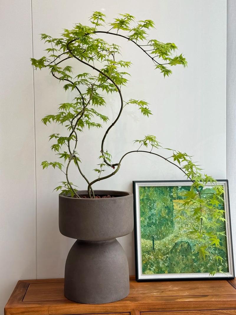 流泉黄金枫的养殖方法,植物流泉枫怎么养护的。 花卉 流泉黄金枫的养殖方法,植物流泉枫怎么养护的。 第2张 流泉黄金枫的养殖方法,植物流泉枫怎么养护的。 花卉