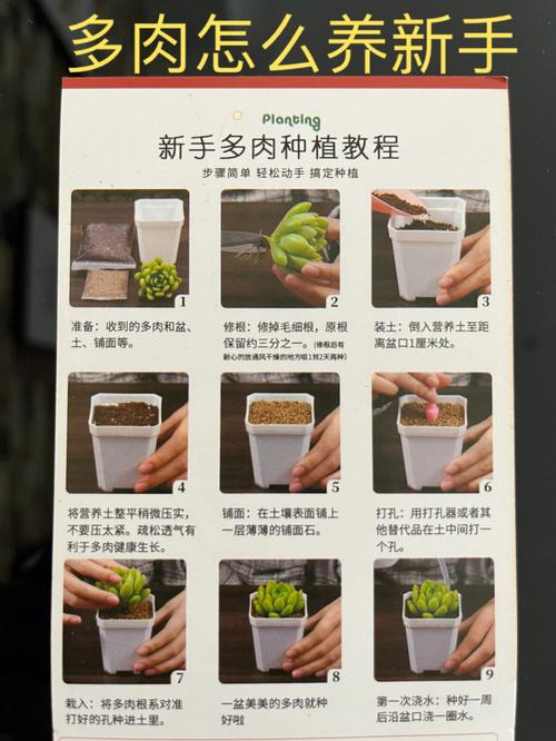 水培多肉的方法和注意事项,夏天水培多肉植物的养护方法。 土壤管理 水培多肉的方法和注意事项,夏天水培多肉植物的养护方法。 第2张 水培多肉的方法和注意事项,夏天水培多肉植物的养护方法。 土壤管理