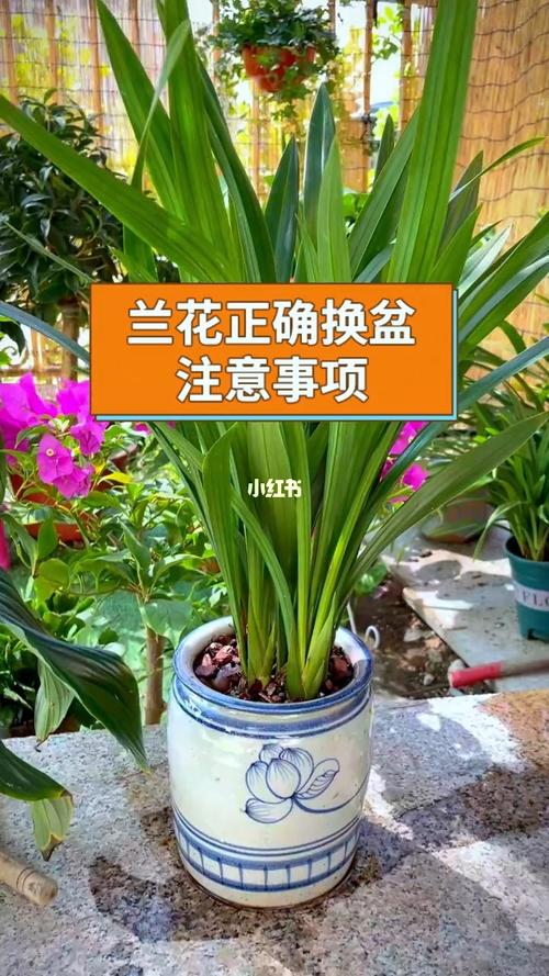 家里刚买了几盆兰花,新手没养过,该如何养护,买的新植物怎么养护好呢视频。 植物养护 家里刚买了几盆兰花,新手没养过,该如何养护,买的新植物怎么养护好呢视频。 第2张 家里刚买了几盆兰花,新手没养过,该如何养护,买的新植物怎么养护好呢视频。 植物养护