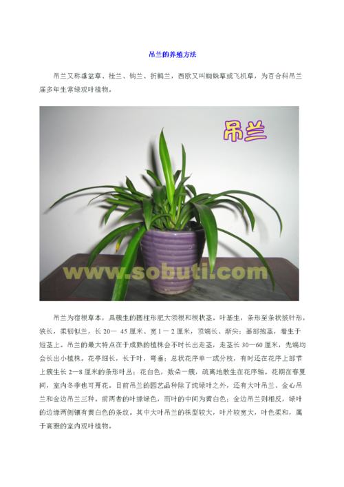 吊兰怎样养殖,吊兰的植物栽培养护技术有哪些。 养护技巧 吊兰怎样养殖,吊兰的植物栽培养护技术有哪些。 第2张 吊兰怎样养殖,吊兰的植物栽培养护技术有哪些。 养护技巧