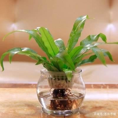 什么植物制造氧气最多，出氧量低的植物怎么养护好。