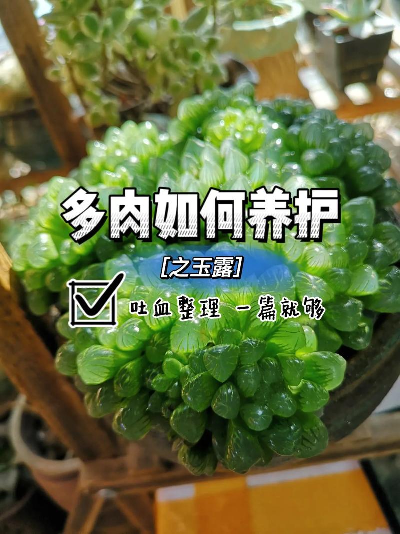 多肉玉露的养殖方法和注意事项，多肉中的玉露怎么养。