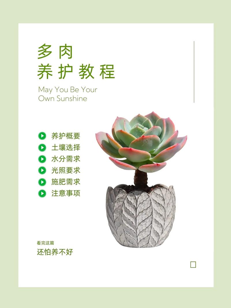 多肉秋天养护方法和注意事项，多肉植物的秋天养护注意事项。