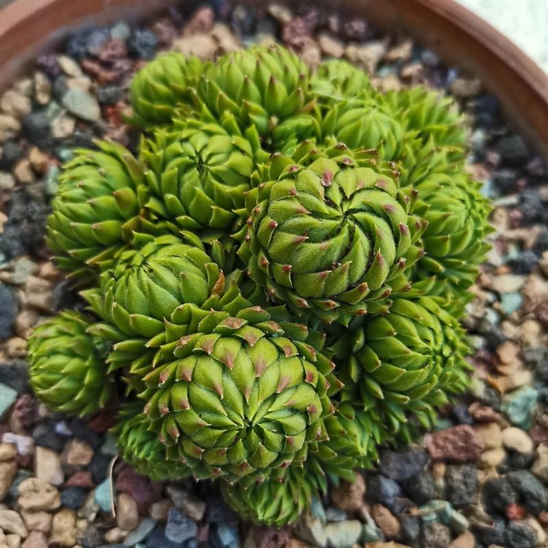 多肉彩蛋养殖方法，多肉植物彩蛋的养护方法视频。