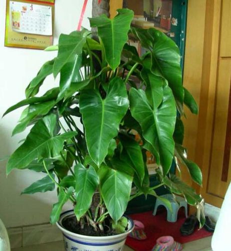 家庭养殖绿宝石花的方法，绿宝石植物怎么繁殖视频。