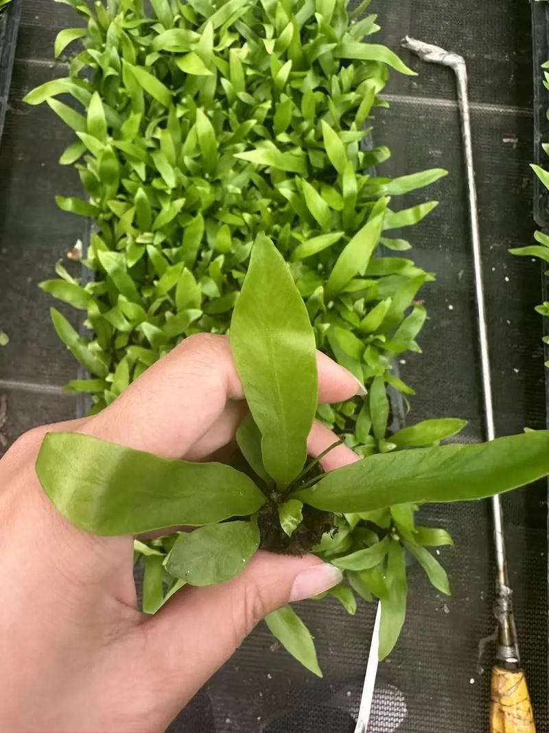 鸟巢蕨的养殖方法,鸟巢蕨植物苗怎么养护的视频。 养护技巧 鸟巢蕨的养殖方法,鸟巢蕨植物苗怎么养护的视频。 第2张 鸟巢蕨的养殖方法,鸟巢蕨植物苗怎么养护的视频。 养护技巧