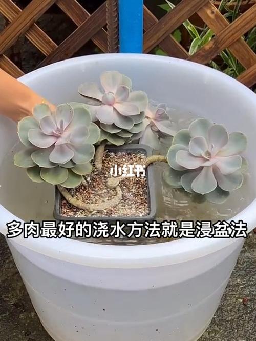 多肉植物多久浇一次水合适？浸盆是不是比较危险，多肉多浆的植物有哪些。  第2张 多肉植物多久浇一次水合适？浸盆是不是比较危险，多肉多浆的植物有哪些。 修剪技巧