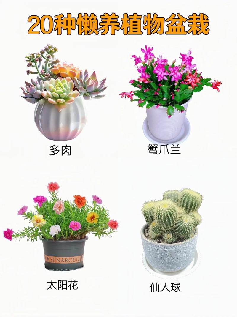 适合懒人室内养的植物,懒人居家植物怎么养护的呢。 观叶植物 适合懒人室内养的植物,懒人居家植物怎么养护的呢。 第2张 适合懒人室内养的植物,懒人居家植物怎么养护的呢。 观叶植物