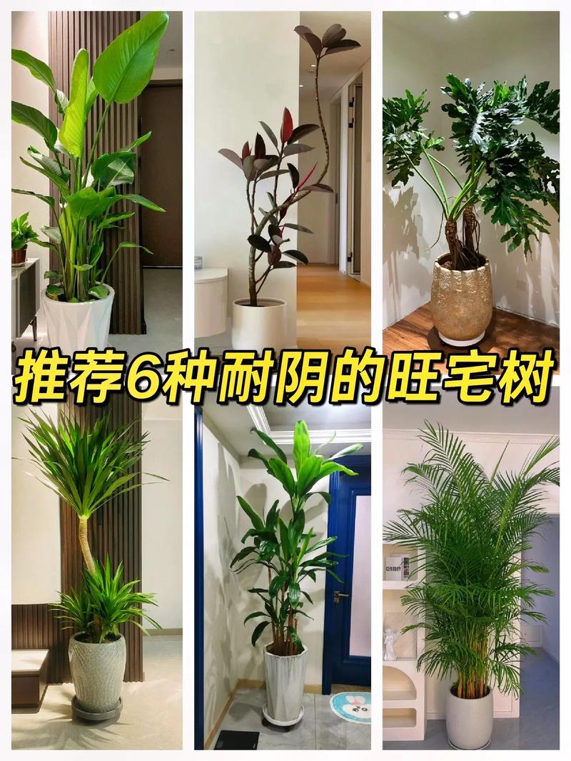 十大客厅耐阴耐寒绿植，园林地被好养护的植物有哪些。