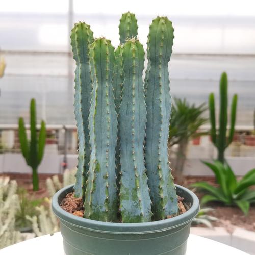 金青阁仙人柱长侧枝吗，植物的长侧枝要怎么养护呢。