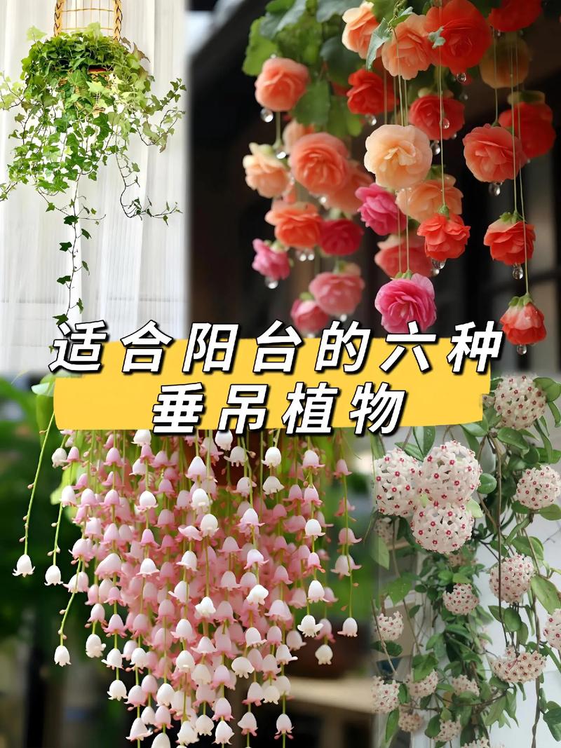 最容易爆盆的垂吊花卉，垂掉下来的植物怎么养护好。