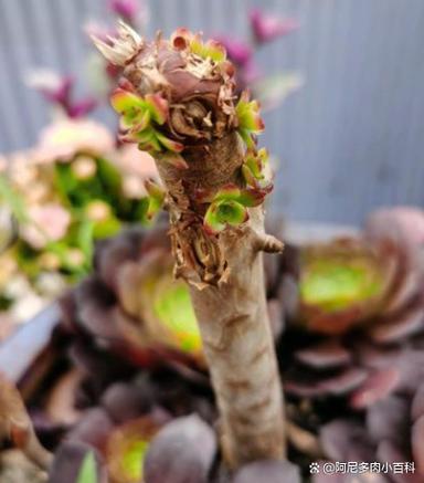 法师长侧芽后如何修剪，多肉植物掐顶后的养护方法。