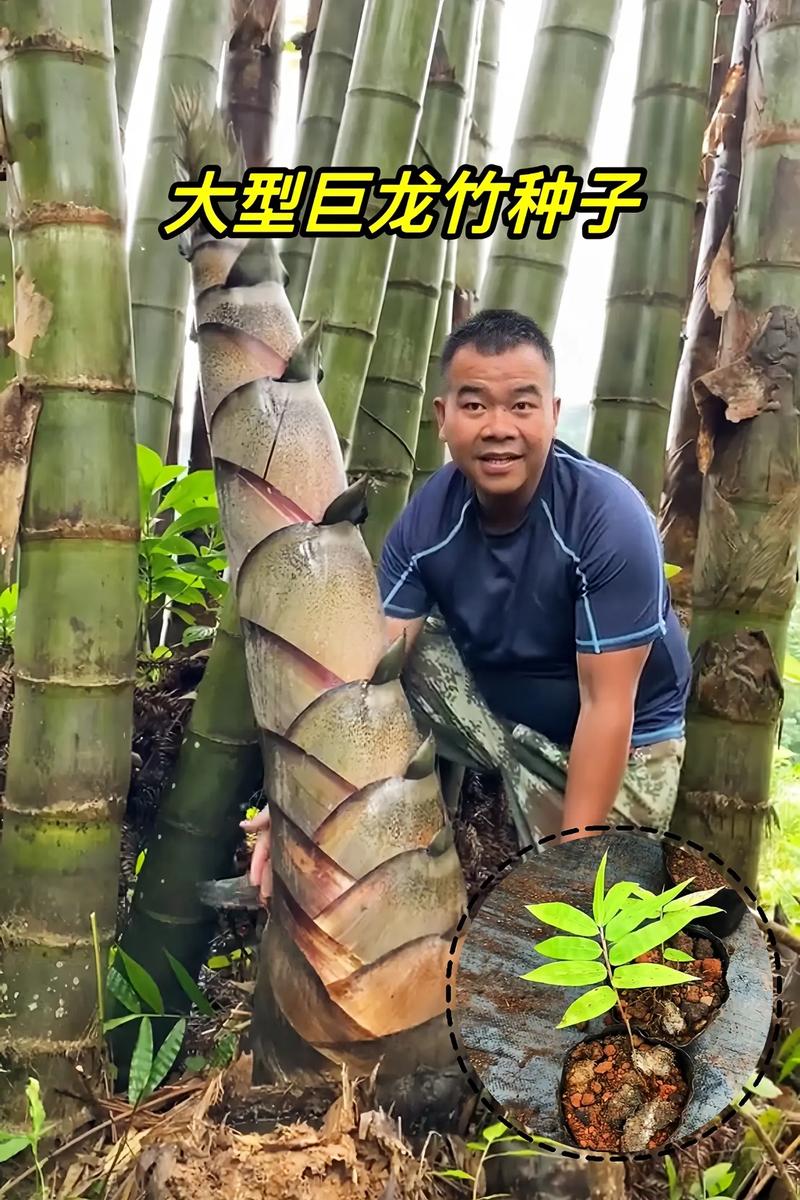 你见过哪些街头高人，四面剑植物的养护方法是什么。