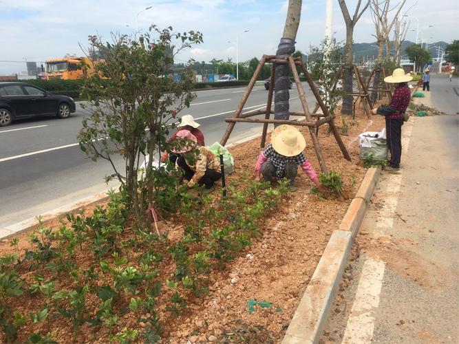 园林绿化日常养护人员按照绿化面积配备人数的标准，地被植物养护标准。