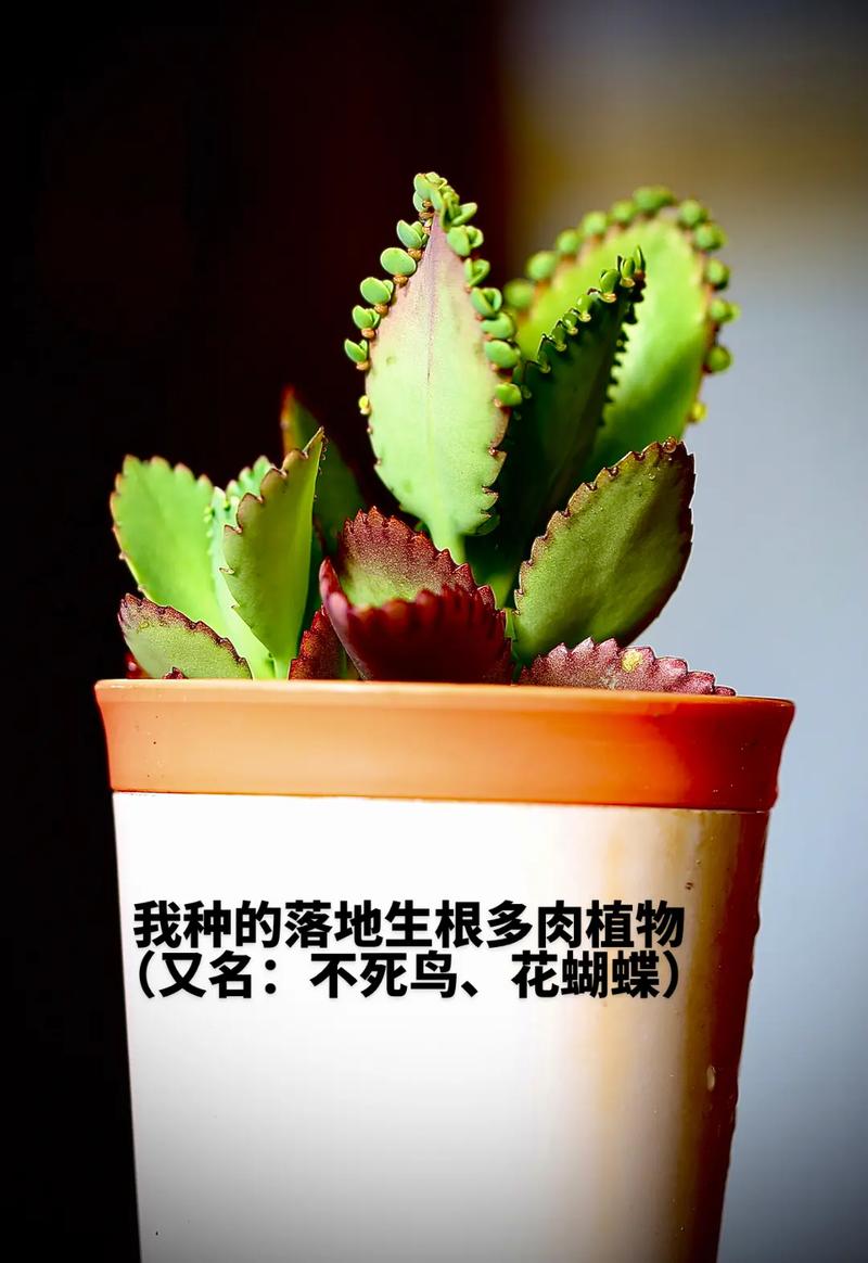 花蝴蝶多肉怎么养，多肉蝴蝶植物的养护方法视频。