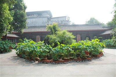 杨升庵故居在什么地方，新多肉植物种植。