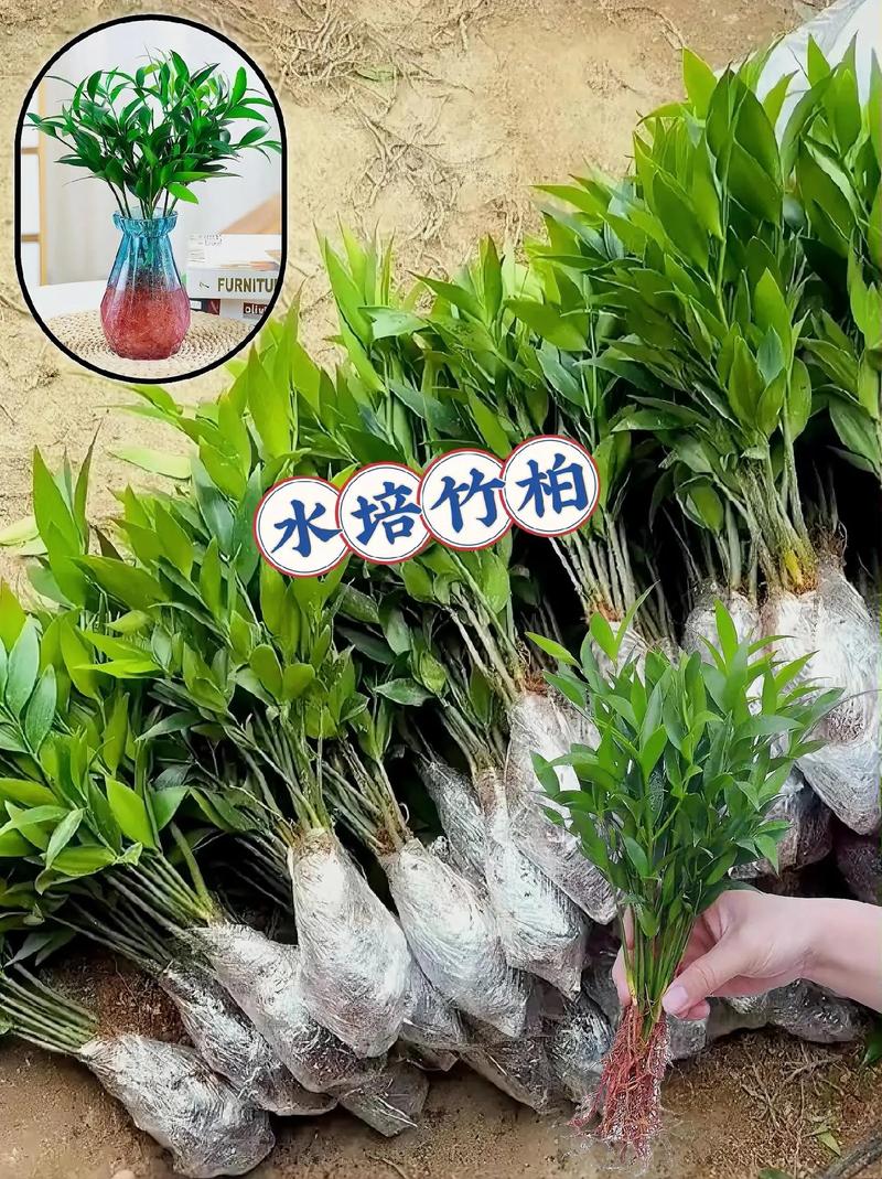 水培盆怎么栽种绿植,水生植物的盆景怎么养护好。 植物养护 水培盆怎么栽种绿植,水生植物的盆景怎么养护好。 第2张 水培盆怎么栽种绿植,水生植物的盆景怎么养护好。 植物养护